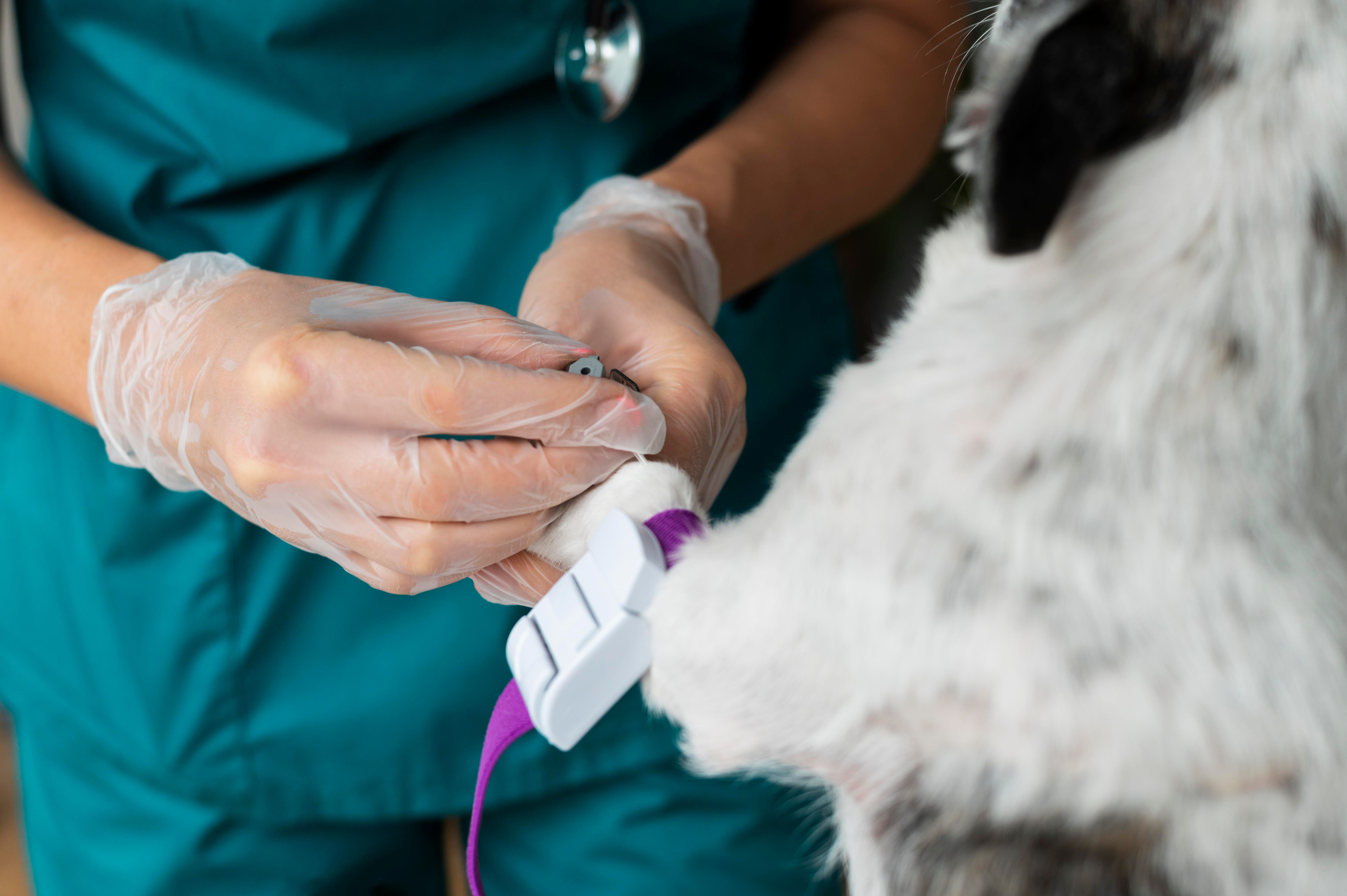 Ecocardiograma
