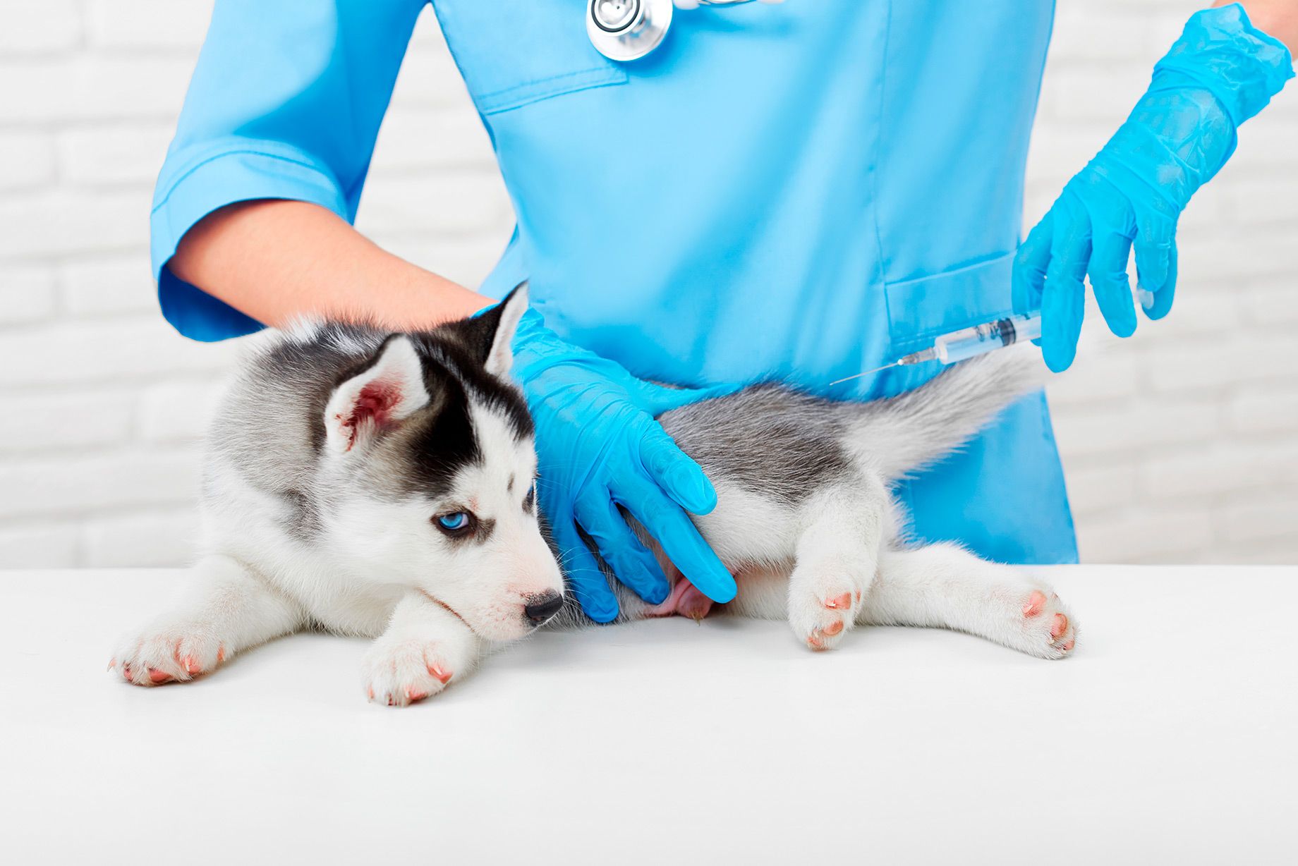 Pet Sitter